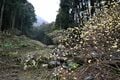 東丹沢の玄関口でひっそりと咲き始めた「ミツマタ群生地の穴場」で輝く“黄金のポンポン”  まもなく見頃に！【神奈川県】2025年の画像001