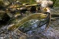 【渓流釣り】山地渓流で大物がロッドを絞る！  35cmのネットから余裕ではみ出す魚体「でも、どこか複雑な心境」  長野県｜2026年の画像008