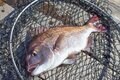 マダイ・シマアジら高級魚も！  釣り師の竜宮城「海上釣り堀」攻略法！ 釣果へのカギは「エサの種類」と「タナ合わせ」の画像004