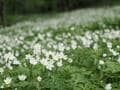 雨や霧で花弁が透き通る “スケルトンフラワー”「サンカヨウ」 梅雨時でもアクセスしやすい、往復約1時間のスポット3選！の画像006