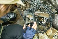 【渓流釣り】雨に煙る飛騨の渓流！ 出会いを求めて釣り旅へ「雨上がりの美渓で飛び出した美形イワナ」 2024年7月・岐阜県