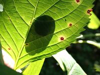 【自然観察】 葉っぱに映るシルエット 「この生き物の正体は？」 昆虫少年・少女時代を思い出して想像してみよう！  2024年