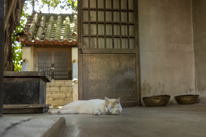 宮古島の島猫散歩におすすめ！  漲水御嶽エリア、白猫に導かれ日本最南端の神社へ【琉球島猫百景 vol.19「創造神話の聖地に棲まう白猫族」沖縄県宮古島】の画像005