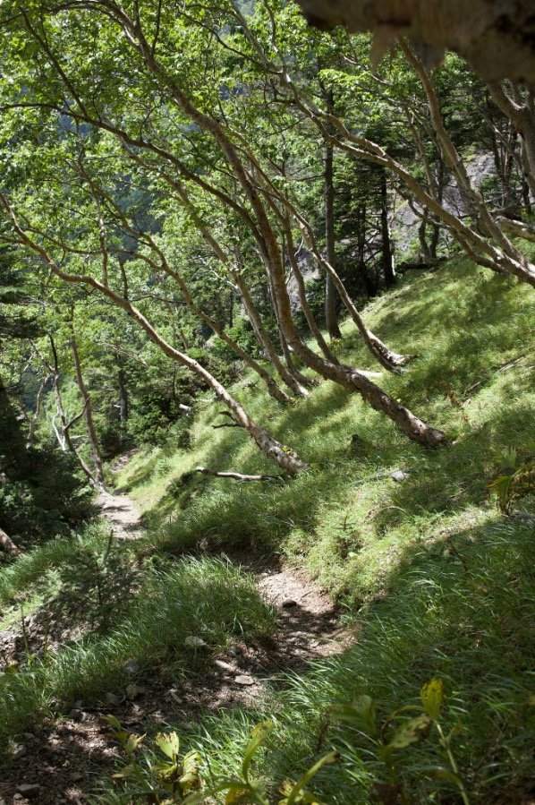 【夏山シーズンの到来！】8月半ばの「南アルプス・光岳」 最新登山情報をお知らせします【わたし、山小屋はじめます vol.76】の画像002