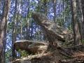 ゴールデンウィークには「ツツジ」が彩る、丹波「向山連山」 ユニーク岩たどる低山縦走＆「黒井城跡」見下す絶景レポート【兵庫県丹波市】の画像010