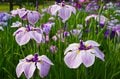 令和の梅雨に咲く江戸情緒 東京23区内で楽しむ「花菖蒲」鑑賞スポット「堀切菖蒲園」「水元公園」「しょうぶ沼公園」【東京都・葛飾区/足立区】の画像005