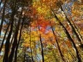 【外国人の私が感動した日本の紅葉】10月中旬以降も間に合う「おすすめ紅葉登山スポット」5選【日本で山登りはじめました vol.10】の画像006