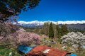 【最高のお花見スポット】信州の山里は花盛り！ 残雪の北アルプスに咲き誇る桜たち「写真映えしすぎる絶景スポットは今が旬！」“番所のベニシダレザクラ” と “立屋のエドヒガンザクラ” 長野県小川村・2022年の画像004