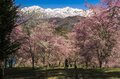 【最高のお花見スポット】信州の山里は花盛り！ 残雪の北アルプスに咲き誇る桜たち「写真映えしすぎる絶景スポットは今が旬！」“番所のベニシダレザクラ” と “立屋のエドヒガンザクラ” 長野県小川村・2022年の画像005