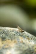 【渓流釣り】新緑の季節、美しい渓は水生昆虫たちのパラダイスだった！  “フライフィッシング”  栃木県｜2026年の画像003