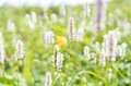 【最盛期】「緑の高原が一面の黄色いお花畑となる！ ニッコウキスゲの大群落」北東北・薬師岳／秋田・岩手 2022年の画像009