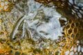 【渓流釣り】夏バテ？ 食い渋り？ 「粘り勝ち！ 執念で釣った尺イワナ」 姫川支流、長野県 2025年の画像006