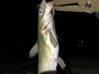 ひょっとして無限？「なんでもいいから釣りたい」人は必見！  とにかく簡単に釣れる魚の筆頭「アメリカナマズ」の「夜の常陸利根川」実釣リポート