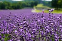涼風とラベンダーの香りに包まれる世界！  標高1,300mの玉原高原に現れたフォトジェニックスポット「たんばらラベンダーパーク」へ 【2024年 群馬県】