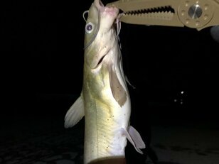 ひょっとして無限？「なんでもいいから釣りたい」人は必見！  とにかく簡単に釣れる魚の筆頭「アメリカナマズ」の「夜の常陸利根川」実釣リポート