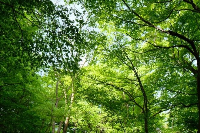 【新緑の高尾山は下山後もおもしろい】初心者向け「高尾山ハイキング」ガイドの画像006