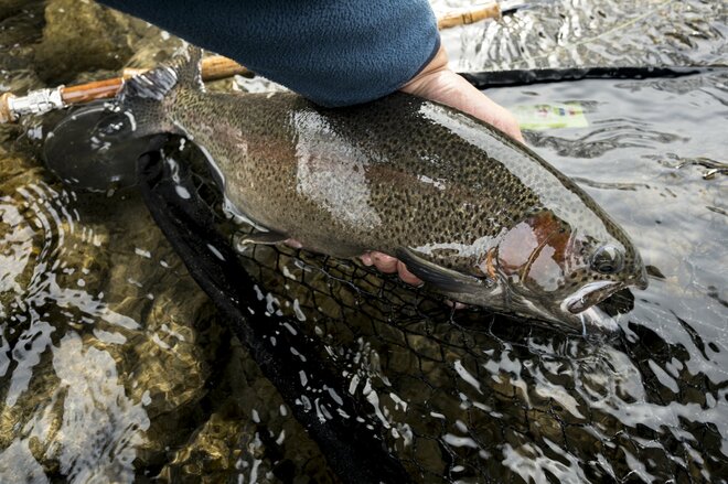 【本流釣り】深まる秋、犀川のセカンドシーズン真っ只中！ 「太い流れから飛び出した極太レインボー」 長野県｜2025年の画像007