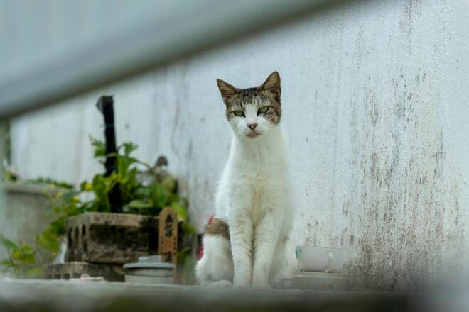 宮古島の島猫散歩におすすめ！  漲水御嶽エリア、白猫に導かれ日本最南端の神社へ【琉球島猫百景 vol.19「創造神話の聖地に棲まう白猫族」沖縄県宮古島】の画像007