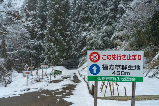  雪のなかじっと春を待つ黄色い妖精！ 「幸せを招く」フクジュソウの群落へ・2022年3月下旬【長野県】の画像003