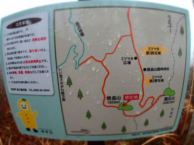明るく輝くトレイルを歩こう！ ミツマタの花咲く焼森山と鶏足山へ【お花見ハイキング】栃木県・茨城県の画像005