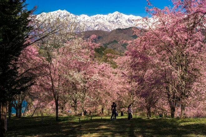 【最高のお花見スポット】信州の山里は花盛り！ 残雪の北アルプスに咲き誇る桜たち「写真映えしすぎる絶景スポットは今が旬！」“番所のベニシダレザクラ” と “立屋のエドヒガンザクラ” 長野県小川村・2022年の画像005