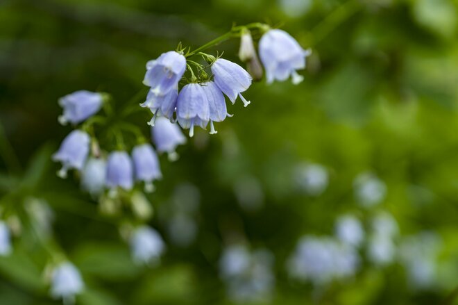 【信州の絶景】心ときめく雲上の稜線歩き！ 八方池「可憐な花々と魅惑のリフレクション」白馬・2022年8月の画像006