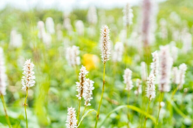 【最盛期】「緑の高原が一面の黄色いお花畑となる！ ニッコウキスゲの大群落」北東北・薬師岳／秋田・岩手 2022年の画像009