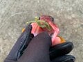 「釣りのウラ技」虫エサ苦手な人は必見！  イソメの疑似餌「パワーイソメ」は本当に釣れるのか？【実釣ルポ】の画像004