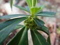 早春に咲くフクジュソウ群落を求めて！ 花の百名山　藤原岳〈三重県・滋賀県〉の画像004
