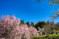 【最高のお花見スポット】信州の山里は花盛り！ 残雪の北アルプスに咲き誇る桜たち「写真映えしすぎる絶景スポットは今が旬！」“番所のベニシダレザクラ” と “立屋のエドヒガンザクラ” 長野県小川村・2022年の画像009