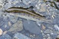 「関東一の清流」神流川に磨かれたヤマメ、ハコスチのC＆Rを満喫＜群馬県＞の画像009