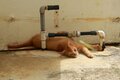 「ミャークヌカギマユ（宮古の美しい猫）」穏やかな子育ての風景に心が和む【琉球島猫百景 vol.08　宮古島〈1〉】の画像005