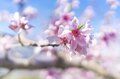 フルーツ王国・山梨の春はピンク色！ 桜から桃の花へ！ 開花ラッシュで花見に大忙しの “桃源郷” 甲府盆地【山梨県】2022年の画像002