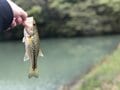 【釣果のルール】知るべき多様なNG！  釣った魚は「持ち帰りOKか」「リリースできるか」「運んでよいか」制限や義務を知るためのポイント【解説】の画像002