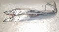 食欲と “釣欲” の秋到来！「秋の海で狙いたい魚種」5選！  焼いて＆揚げて＆煮て「釣りたての魚を作りたてで食べる贅沢」絶品レポの画像001