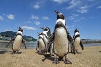 ペンギンの疑問「南半球だけにいる」「表面はツルツル？」 長崎ペンギン水族館スタッフの方に聞いてみました【かわいいだけじゃない？ ペンギンの生態vol.1】