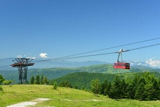 希少・絶滅危惧種】 ツクモグサ 北海道 芦別岳産 山野草 高山