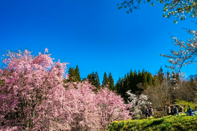 【最高のお花見スポット】信州の山里は花盛り！ 残雪の北アルプスに咲き誇る桜たち「写真映えしすぎる絶景スポットは今が旬！」“番所のベニシダレザクラ” と “立屋のエドヒガンザクラ” 長野県小川村・2022年の画像009