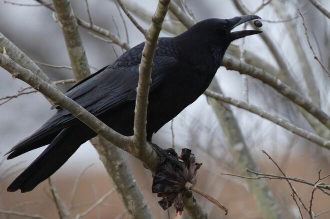 【バードウォッチング】ポイ捨てOK？  厳しい冬を乗り越える野鳥たちの食べ物をめぐる「残念過ぎる事情」とは   神奈川県｜2025年の画像007