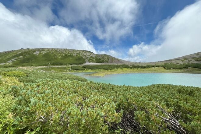 「私が高山帯の林を育てました！ 」 ハイマツと共存共栄する “隠れアイドル” ホシガラスの『貯食』シーンを目撃した【乗鞍岳畳平】2025年の画像001