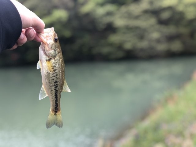 【釣果のルール】知るべき多様なNG！  釣った魚は「持ち帰りOKか」「リリースできるか」「運んでよいか」制限や義務を知るためのポイント【解説】の画像002