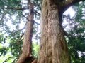 「緑の巨人」立山杉を訪ねて… 剱岳を見あげる中山を歩く＜富山県＞の画像001