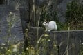 「カツオの島の島猫たち」宮古島から橋を渡って池間島、伊良部島へ【琉球島猫百景 vol.09　沖縄県・宮古島〈2〉】の画像004