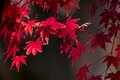 盛れる写真テク！  プロカメラマンがそっと教える「紅葉を印象的に綺麗に撮るコツ」の画像002