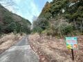 黄色に染まる山の斜面「春のお手軽ハイキング」 カエルが鳴き、野鳥がさえずる沢沿いで見頃を迎えた東丹沢不動尻のミツマタ大群生地【神奈川県 2025年】の画像001