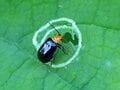 水玉模様の葉を作った犯人の正体とは？  昆虫と植物の攻防戦【あなたのすぐそばにいる「季節の虫」の探し方 vol.22】の画像001