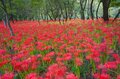 この世とは思えない美しさ「曼殊沙華」 国内最大級の500万本の彼岸花が“巾着田”に咲きほこる【埼玉県・日高市】の画像008