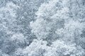  雪のなかじっと春を待つ黄色い妖精！ 「幸せを招く」フクジュソウの群落へ・2022年3月下旬【長野県】の画像004