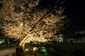 昼と夜は別世界！ 日常を忘れる石和温泉の「さくら温泉通り」の桜並木が圧巻！  山梨県笛吹市・2022年の画像007