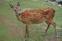キャンプでまさか…「シカ」に襲われる！？  経験者が教える「一夜で起きたこと」 “思い返せば”の兆候＆対策について「レポート」